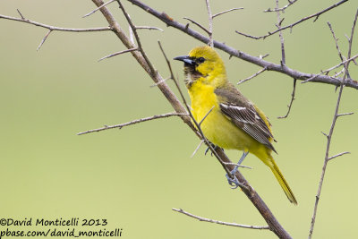 Orchard Oriole (Icterus spurius)(1st summer male)_Bombay Hook NWR (MD)
