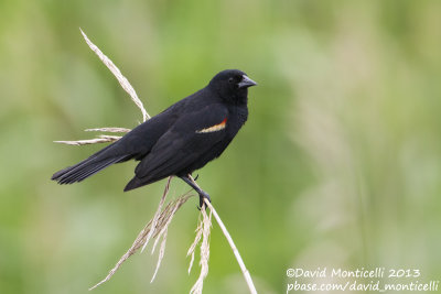 Red-winged Blackbird (Agelaius phoeniceus)(male)_Bombay Hook NWR (MD)