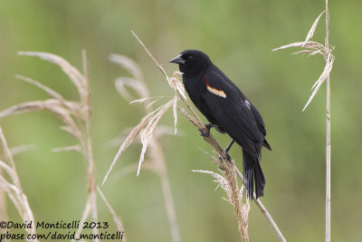 Red-winged Blackbird (Agelaius phoeniceus)(male)_Bombay Hook NWR (MD)