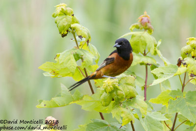 Orchard Oriole (Icterus spurius)(adult male)_Bombay Hook NWR (MD)
