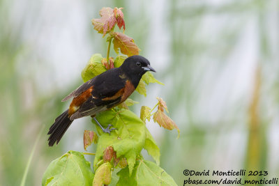 Orchard Oriole (Icterus spurius)(adult male)_Bombay Hook NWR (MD)