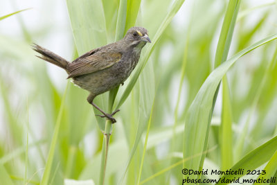 Seaside Sparrow (Ammodramus maritimus)_Bombay Hook NWR (MD)