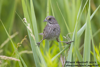 Seaside Sparrow (Ammodramus maritimus)_Bombay Hook NWR (MD)