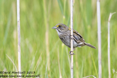 Seaside Sparrow (Ammodramus maritimus)_Bombay Hook NWR (MD)