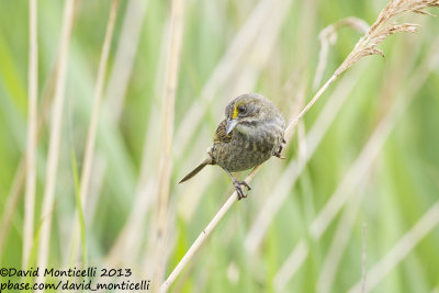 Seaside Sparrow (Ammodramus maritimus)_Bombay Hook NWR (MD)