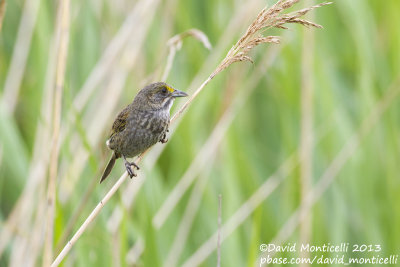 Seaside Sparrow (Ammodramus maritimus)_Bombay Hook NWR (MD)