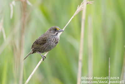 Seaside Sparrow (Ammodramus maritimus)_Bombay Hook NWR (MD)