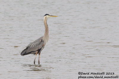 Great Blue Heron (Ardea herodias)_Bombay Hook NWR (MD)