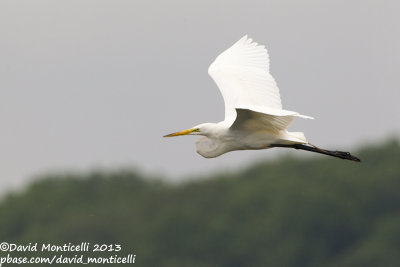 American Great White Egret (Ardea alba ssp. egretta)_Bombay Hook NWR (MD)