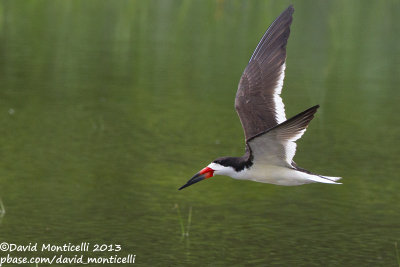 Black Skimmer (Rynchops niger)(adult)_Bombay Hook NWR (MD)