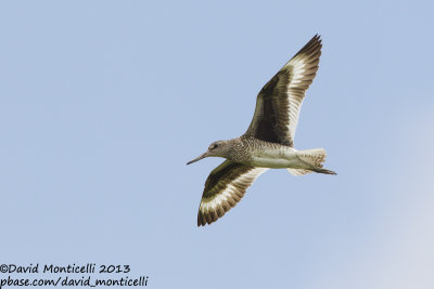 Willet (Catoptrophorus semipalmatus)_Bombay Hook NWR (MD)