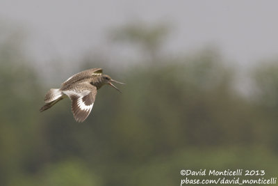 Willet (Catoptrophorus semipalmatus)_Bombay Hook NWR (MD)