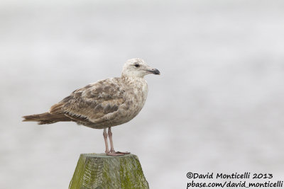 American Herring Gull (Larus smithonianus)(1st summer)_Bombay Hook NWR (MD)