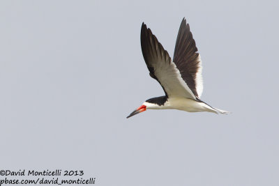 Black Skimmer (Rynchops niger)(adult)_Bombay Hook NWR (MD)