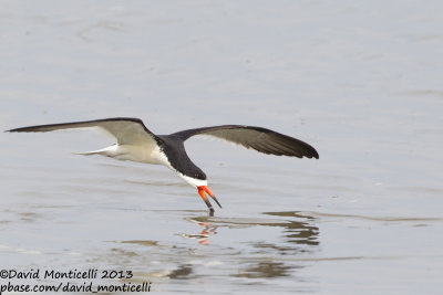 Black Skimmer (Rynchops niger)(adult)_Bombay Hook NWR (MD)