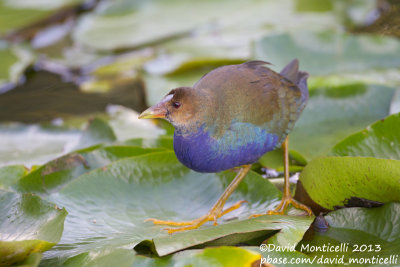 Purple Gallinule (Porphyrio martinica)_Lisbon (Portugal)