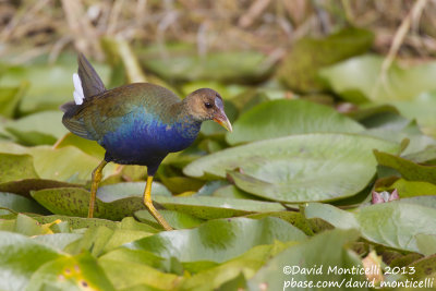 Purple Gallinule (Porphyrio martinica)_Lisbon (Portugal)