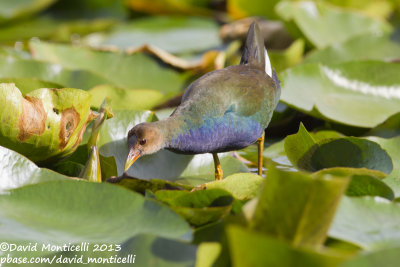 Purple Gallinule (Porphyrio martinica)_Lisbon (Portugal)