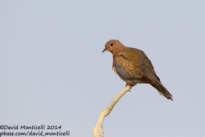 Laughing Dove (Streptopelia senegalensis)_Wadi Lahami