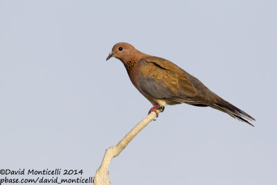 Laughing Dove (Streptopelia senegalensis)_Wadi Lahami