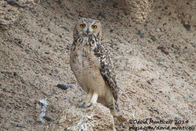 Pharaoh Eagle Owl (Bubo ascalaphus)_Marsa Alam