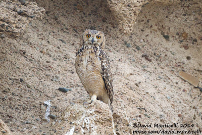 Pharaoh Eagle Owl (Bubo ascalaphus)_Marsa Alam
