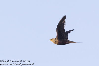 Chestnut-bellied Sandgrouse (Pterocles exustus)(male)_Sandafa