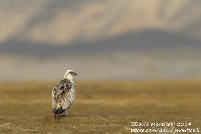 Osprey (Pandion haliaetus)_Wadi Lahami