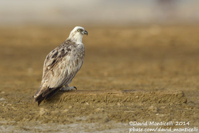 Osprey (Pandion haliaetus)_Wadi Lahami