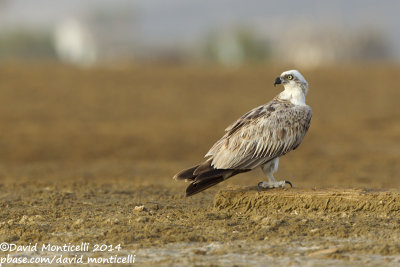 Osprey (Pandion haliaetus)_Wadi Lahami