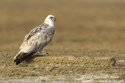 Osprey (Pandion haliaetus)_Wadi Lahami