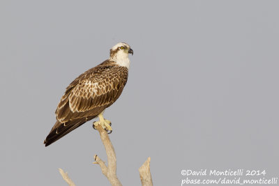 Osprey (Pandion haliaetus)_Wadi Lahami