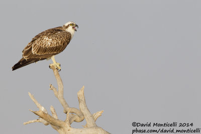 Osprey (Pandion haliaetus)_Wadi Lahami