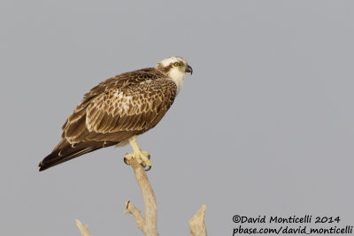 Osprey (Pandion haliaetus)_Wadi Lahami