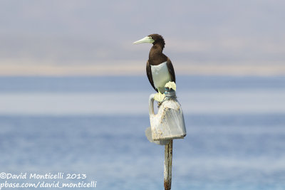 Brown Booby (Sula leucogaster)_Wadi Lahami