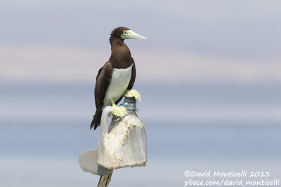 Brown Booby (Sula leucogaster)_Wadi Lahami