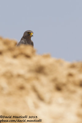 Sooty Falcon (Falco concolor)_Wadi Lahami