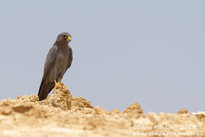 Sooty Falcon (Falco concolor)_Wadi Lahami