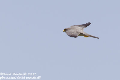 Sooty Falcon (Falco concolor)_Wadi Lahami