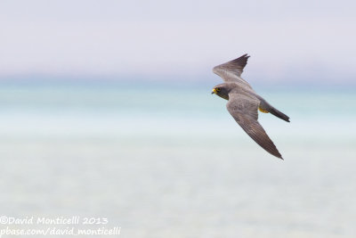 Sooty Falcon (Falco concolor)_Wadi Lahami