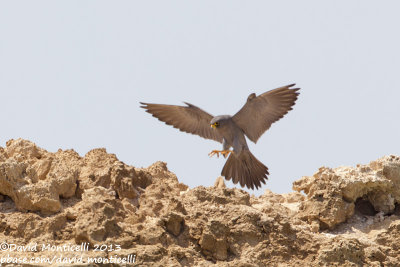 Sooty Falcon (Falco concolor)_Wadi Lahami