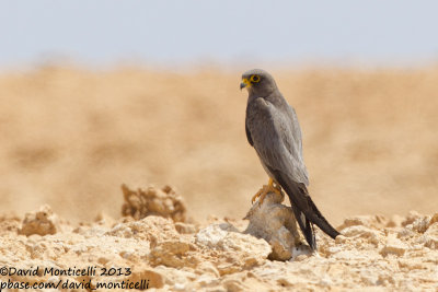 Sooty Falcon (Falco concolor)_Wadi Lahami