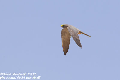 Sooty Falcon (Falco concolor)_Wadi Lahami