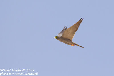 Sooty Falcon (Falco concolor)_Wadi Lahami