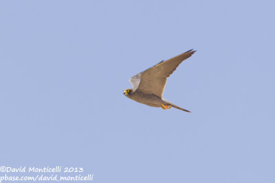 Sooty Falcon (Falco concolor)_Wadi Lahami