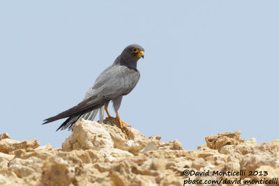 Sooty Falcon (Falco concolor)_Wadi Lahami