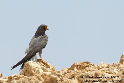 Sooty Falcon (Falco concolor)_Wadi Lahami