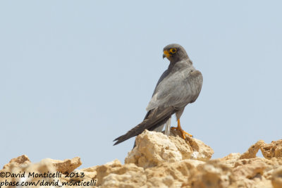 Sooty Falcon (Falco concolor)_Wadi Lahami