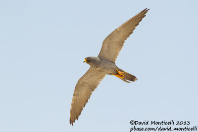 Sooty Falcon (Falco concolor)_Wadi Lahami