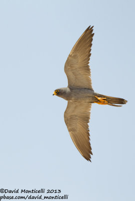 Sooty Falcon (Falco concolor)_Wadi Lahami